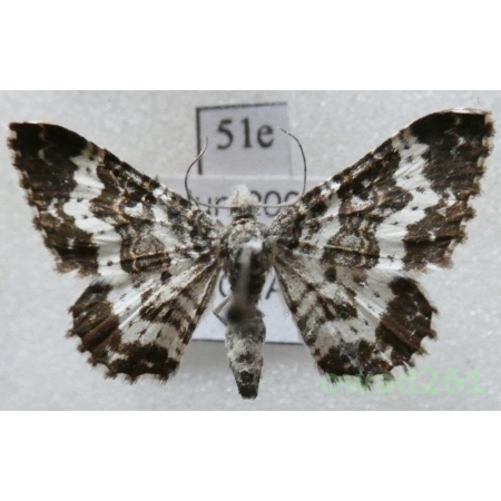 Epirrhoe hastulata (Hübner, 1790) Slovakia51e